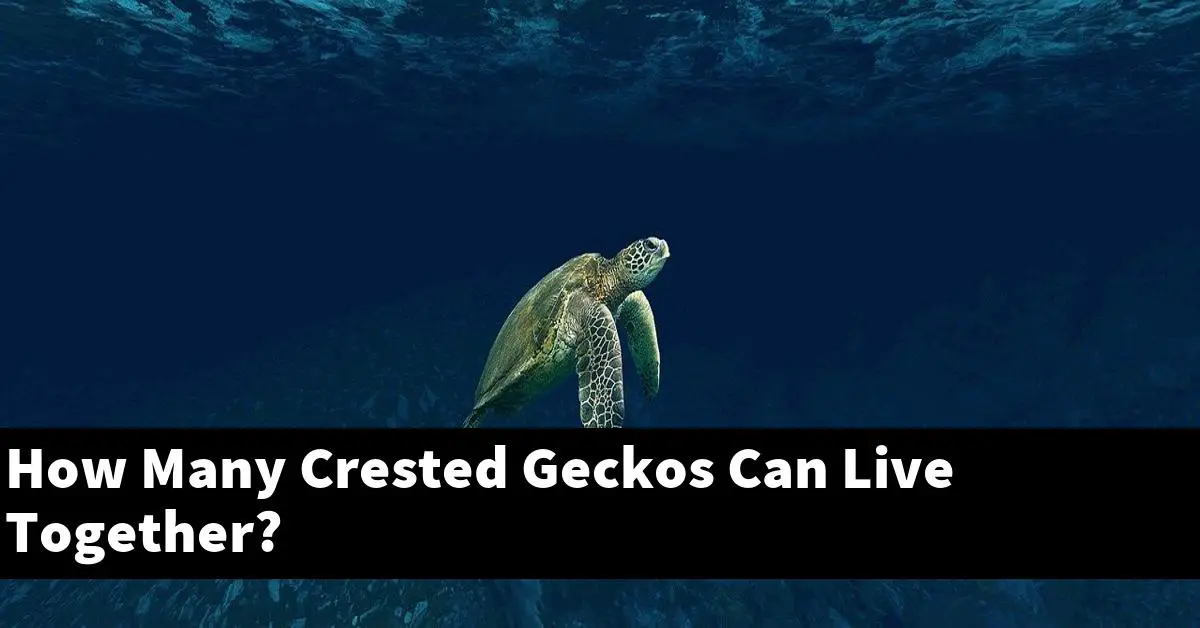 How Many Crested Geckos Can Live Together?