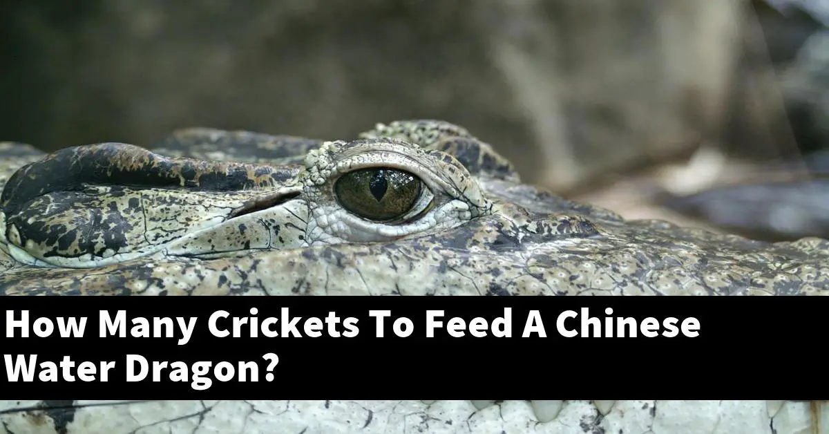 How Many Crickets To Feed A Chinese Water Dragon?