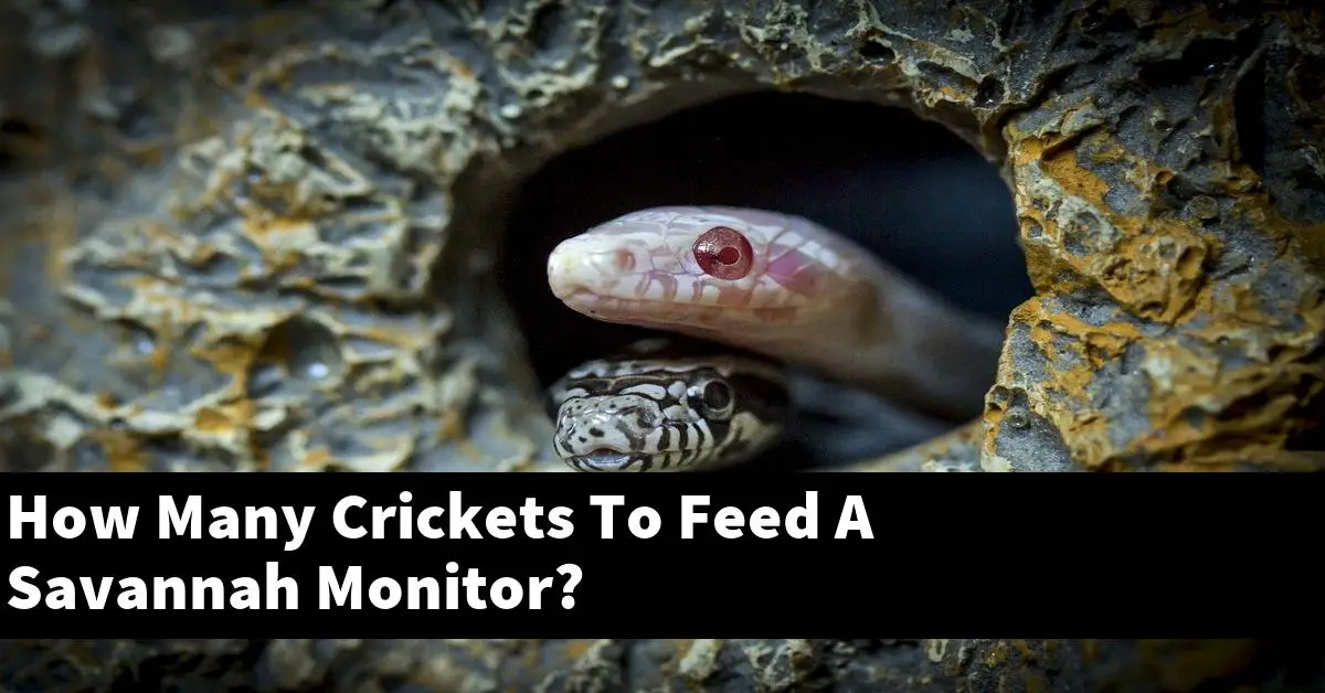 How Many Crickets To Feed A Savannah Monitor?