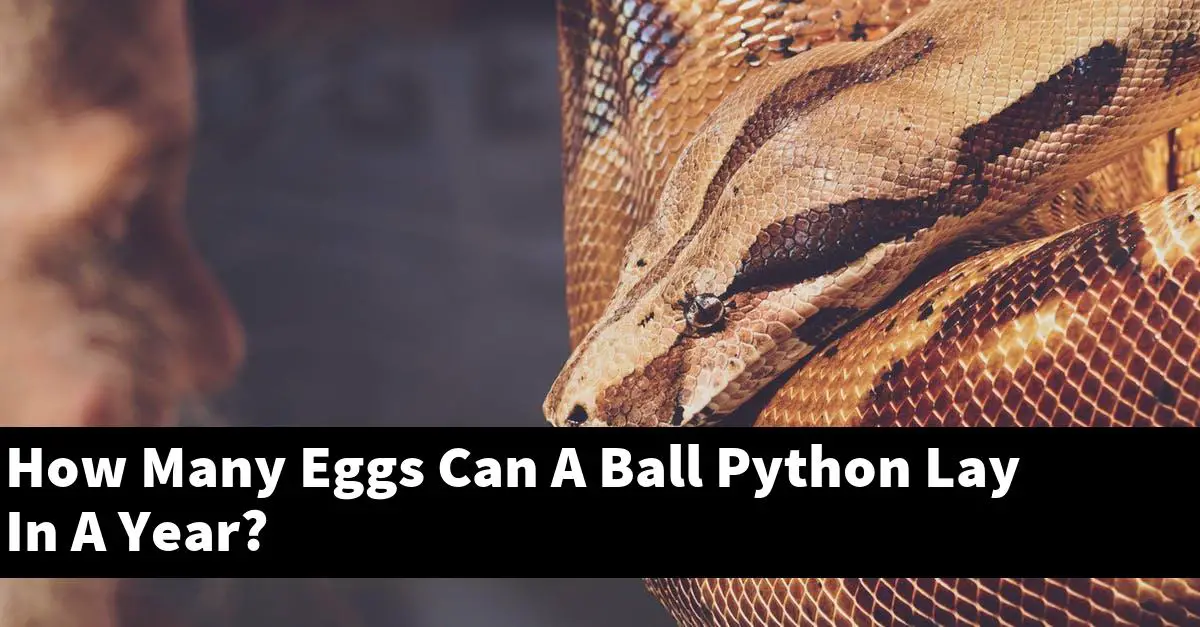 How Many Eggs Can A Ball Python Lay In A Year?