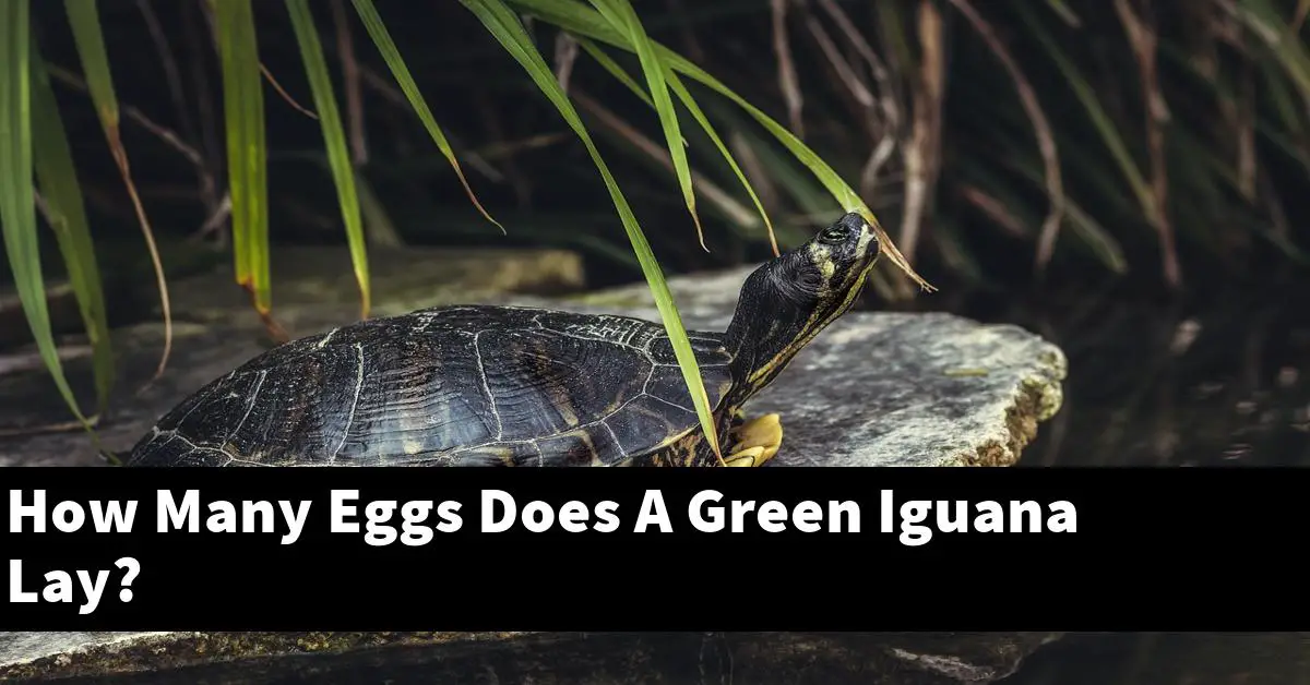 How Many Eggs Does A Green Iguana Lay?