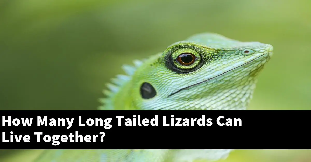 How Many Long Tailed Lizards Can Live Together?