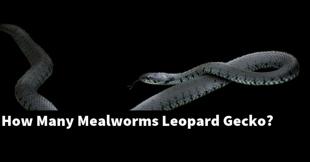 How Many Mealworms Should Leopard Geckos Eat? My Reptile Blog