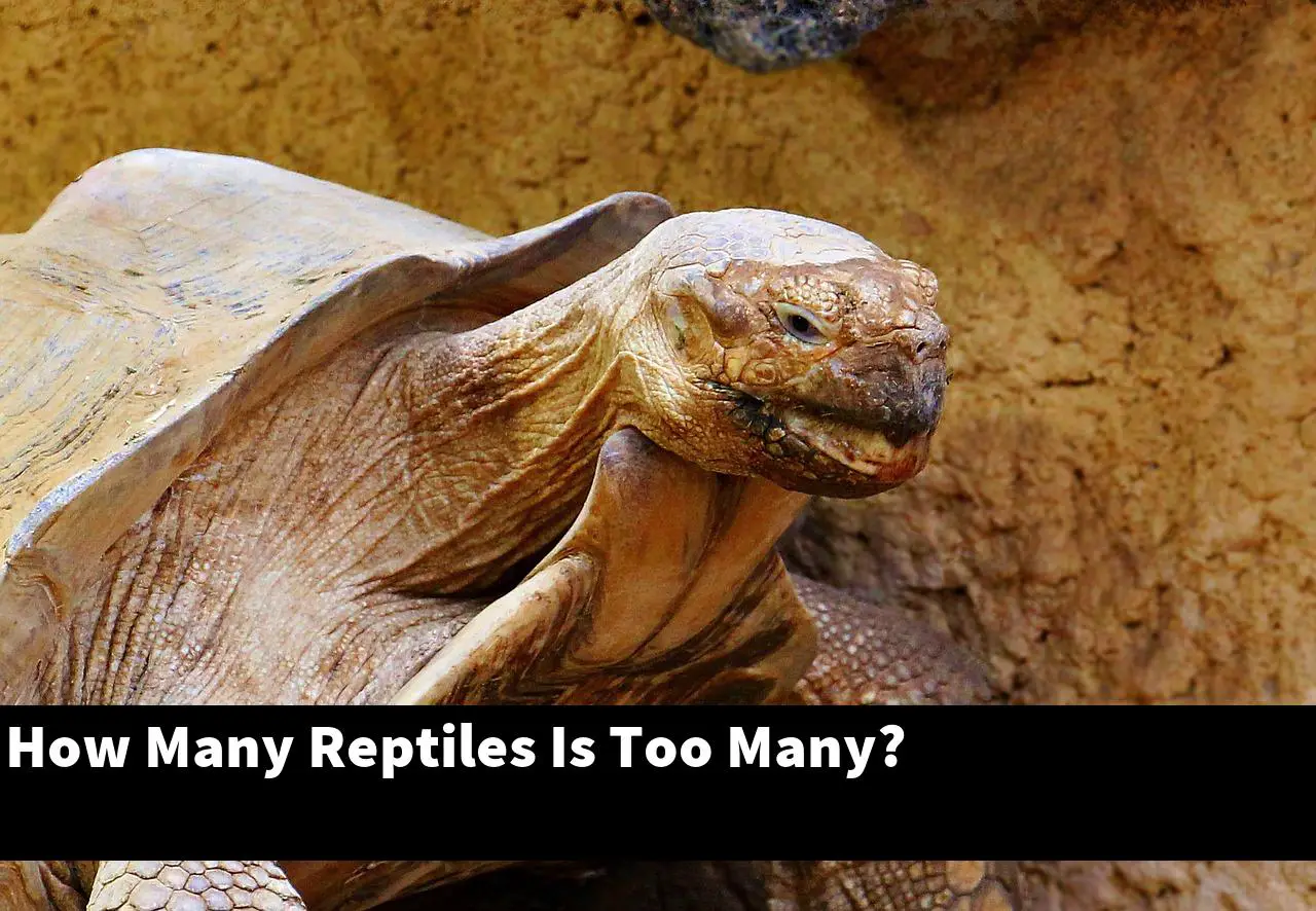 How Many Reptiles Is Too Many?