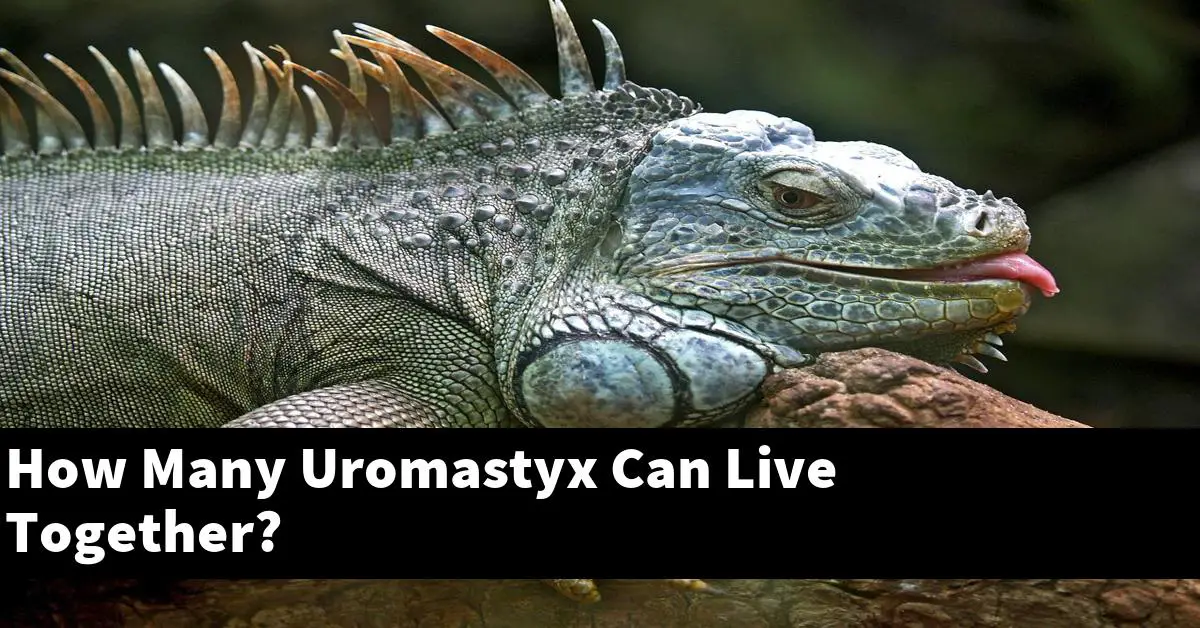 How Many Uromastyx Can Live Together?