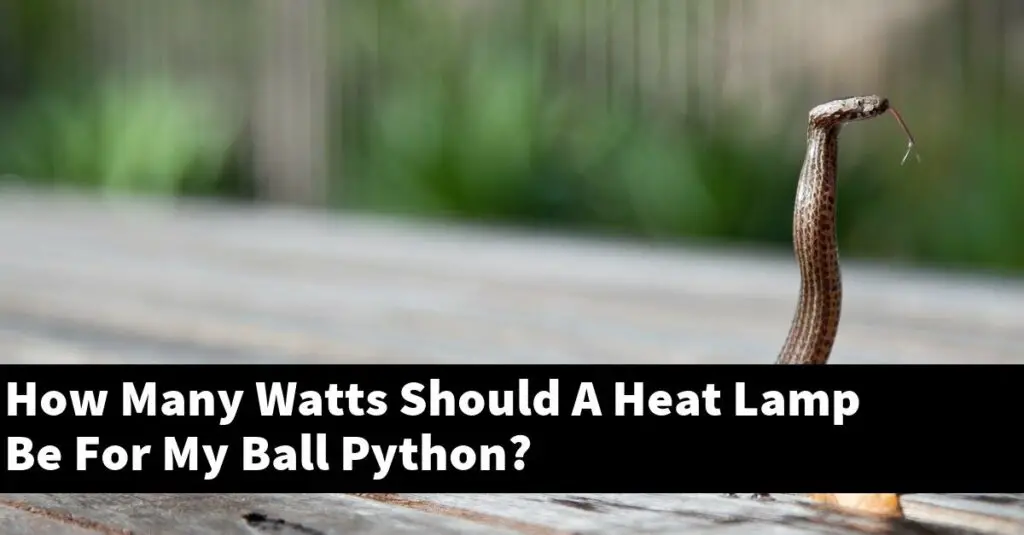 How Many Watts Should A Heat Lamp Be For My Ball Python? My Reptile Blog