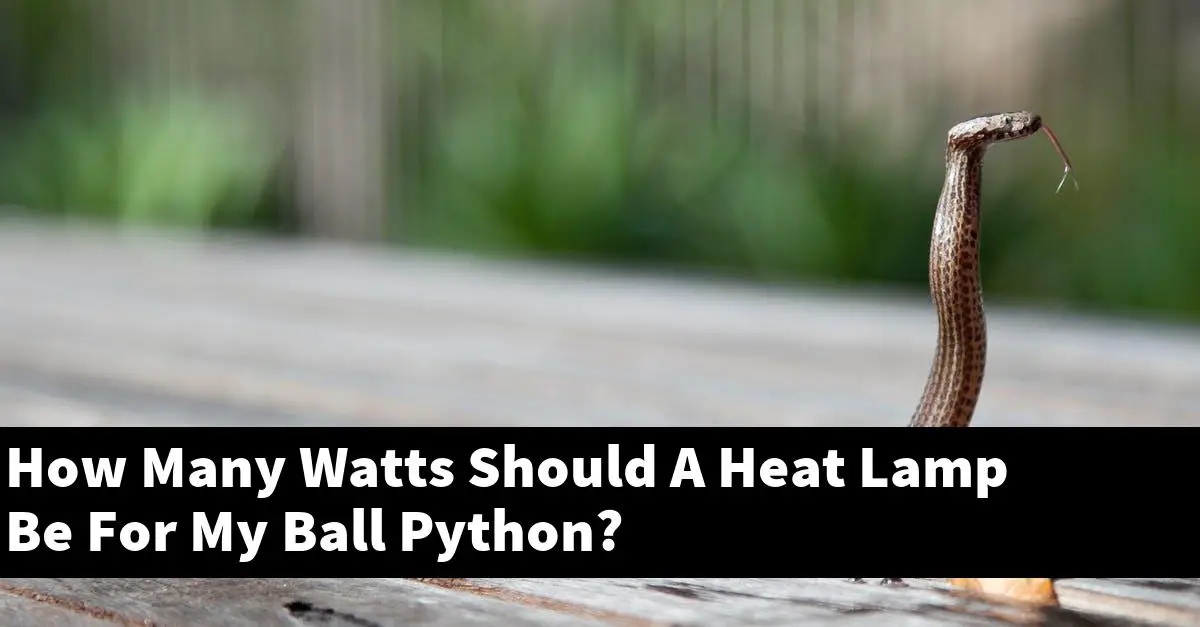 How Many Watts Should A Heat Lamp Be For My Ball Python?