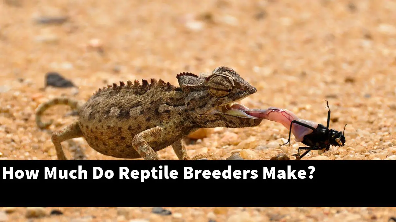 How Much Do Reptile Breeders Make?