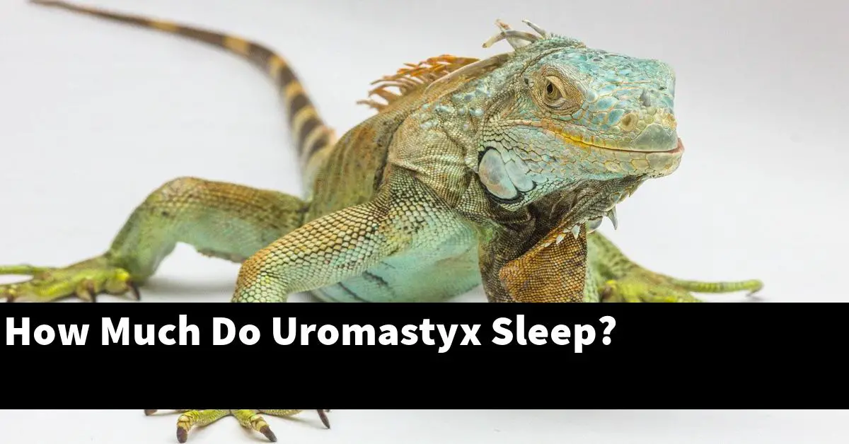 How Much Do Uromastyx Sleep?