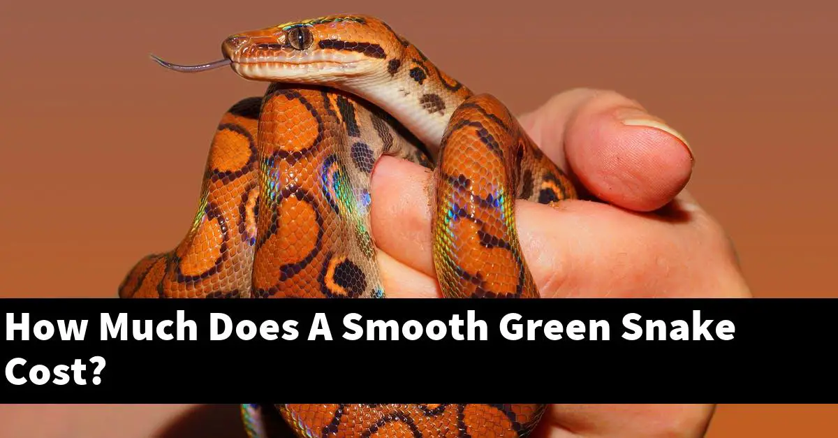 How Much Does A Smooth Green Snake Cost?