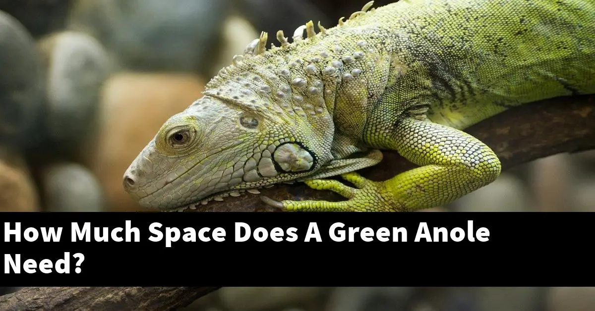 How Much Space Does A Green Anole Need?