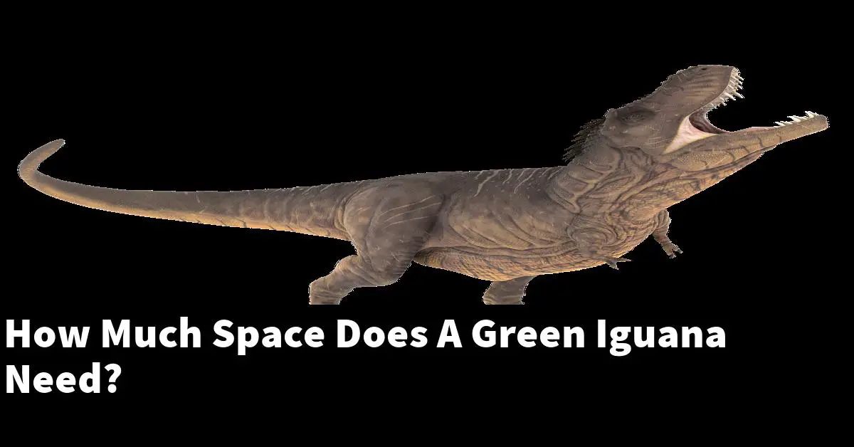 How Much Space Does A Green Iguana Need?