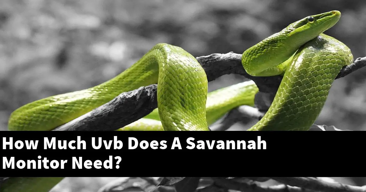How Much Uvb Does A Savannah Monitor Need?
