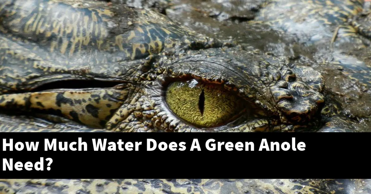 How Much Water Does A Green Anole Need?