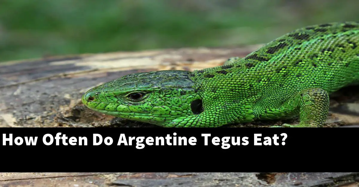 How Often Do Argentine Tegus Eat?