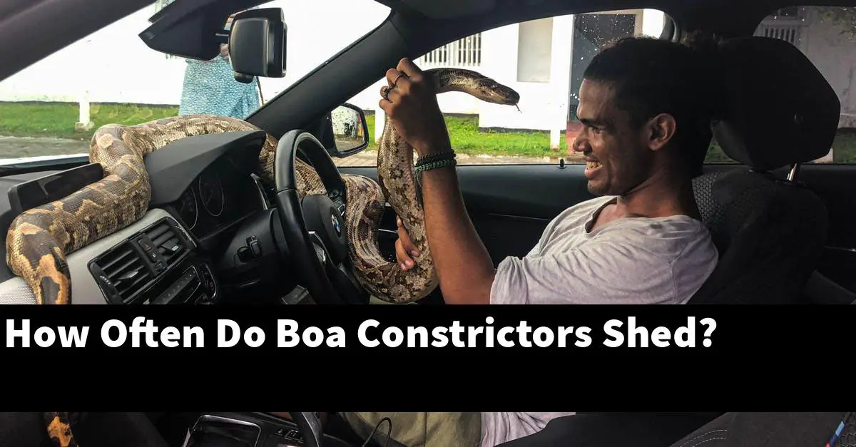 How Often Do Boa Constrictors Shed?