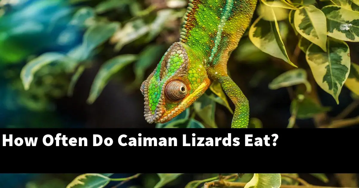 How Often Do Caiman Lizards Eat?