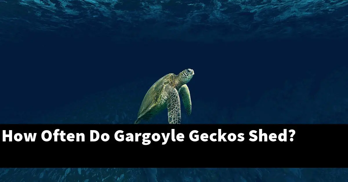 How Often Do Gargoyle Geckos Shed?