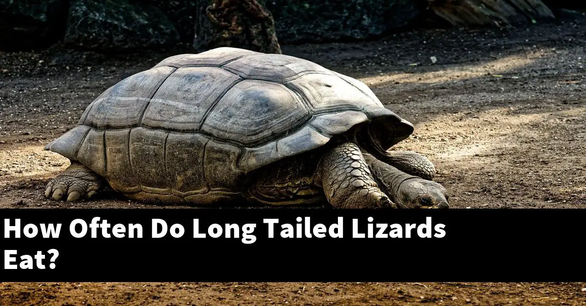 How Often Do Long Tailed Lizards Eat?