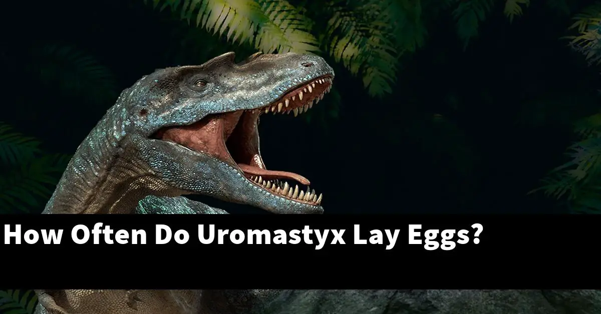 How Often Do Uromastyx Lay Eggs?