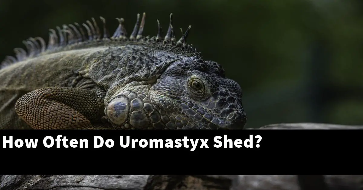 How Often Do Uromastyx Shed?