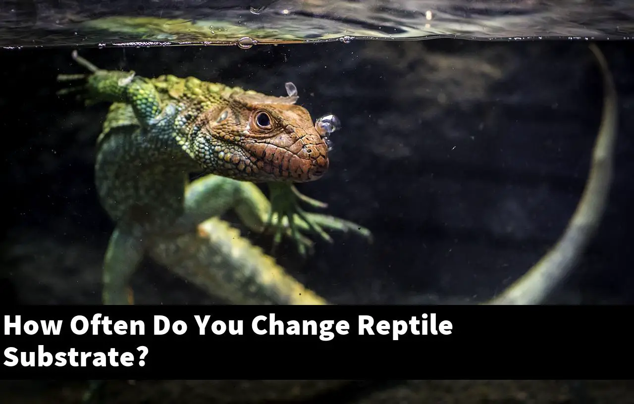 How Often Do You Change Reptile Substrate?