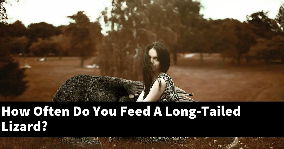 How Often Do You Feed A Long-Tailed Lizard?