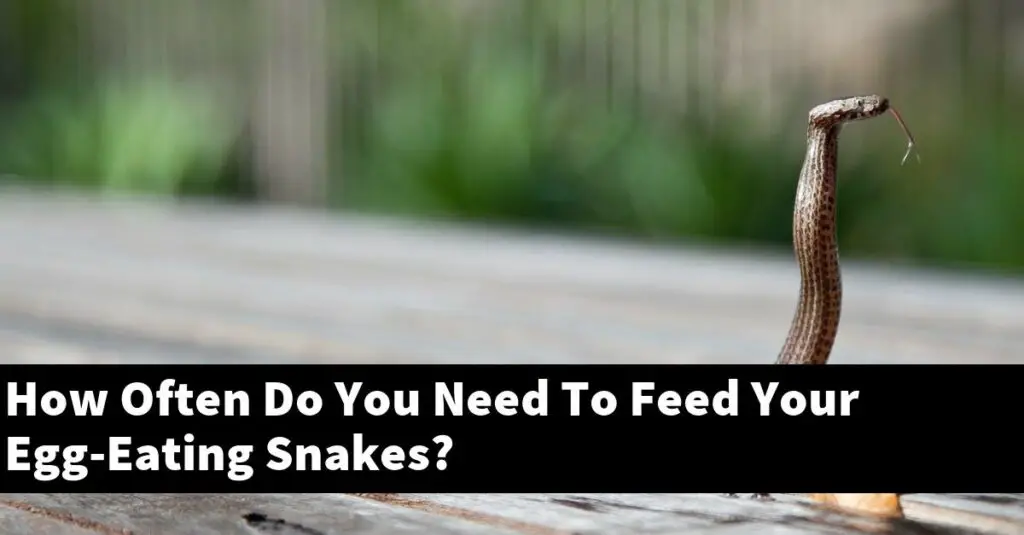How Often Do You Need To Feed Your EggEating Snakes? My Reptile Blog