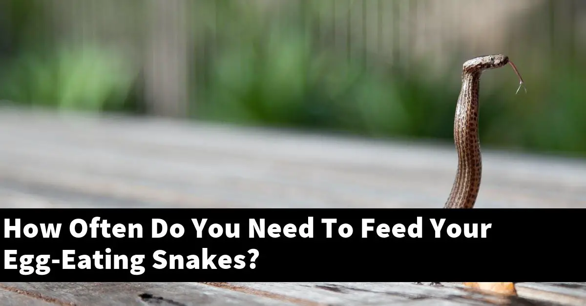 How Often Do You Need To Feed Your Egg-Eating Snakes?