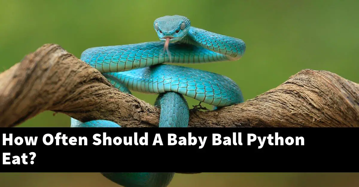 How Often Should A Baby Ball Python Eat?