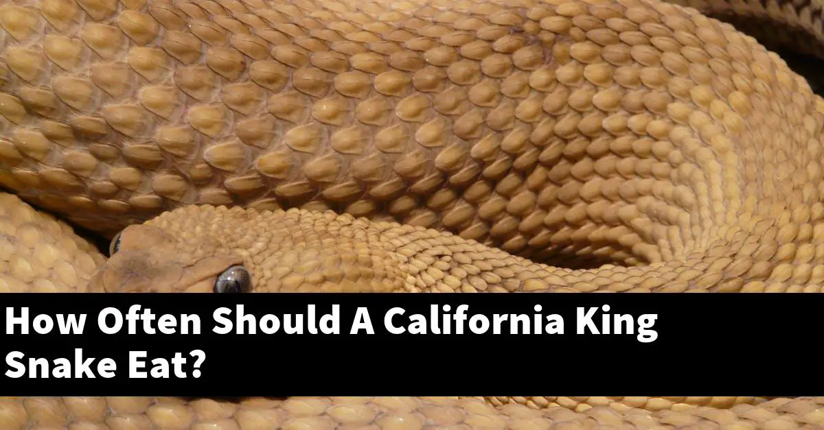How Often Should A California King Snake Eat?