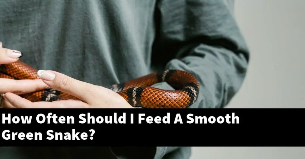 How Often Should I Feed A Smooth Green Snake? My Reptile Blog