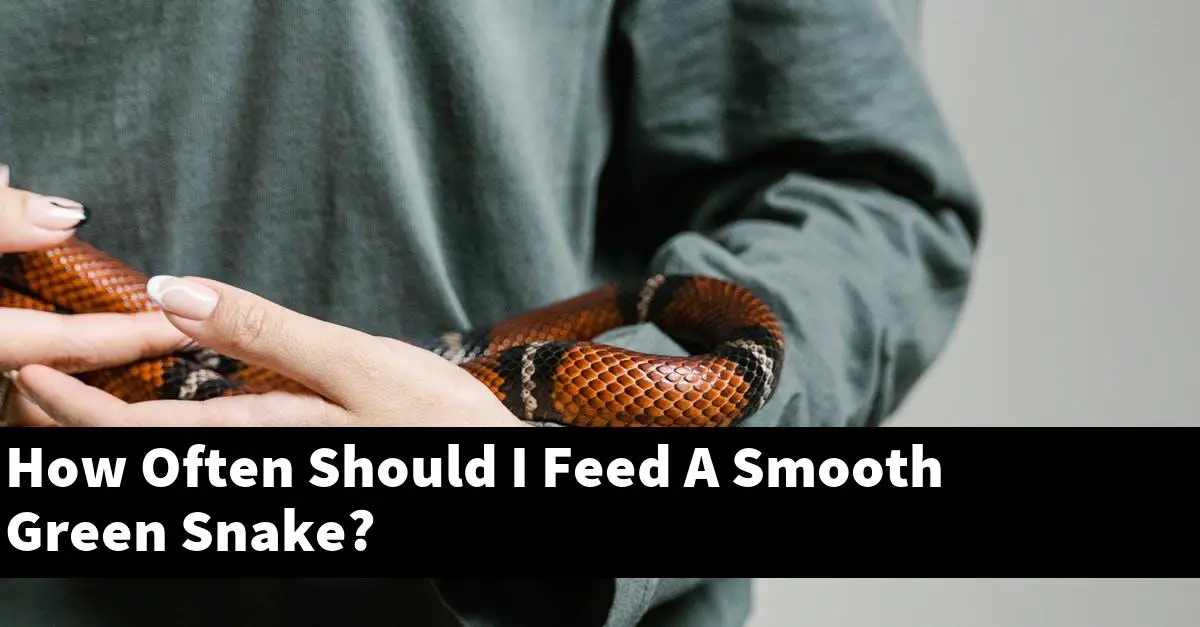 How Often Should I Feed A Smooth Green Snake?