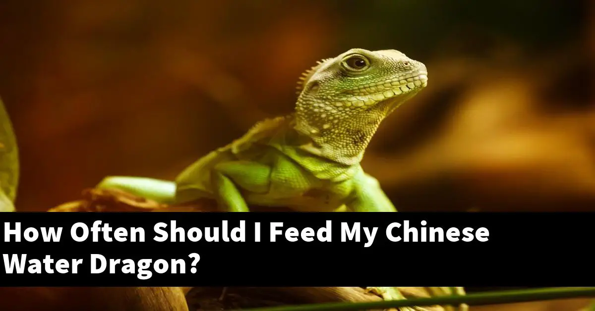How Often Should I Feed My Chinese Water Dragon?