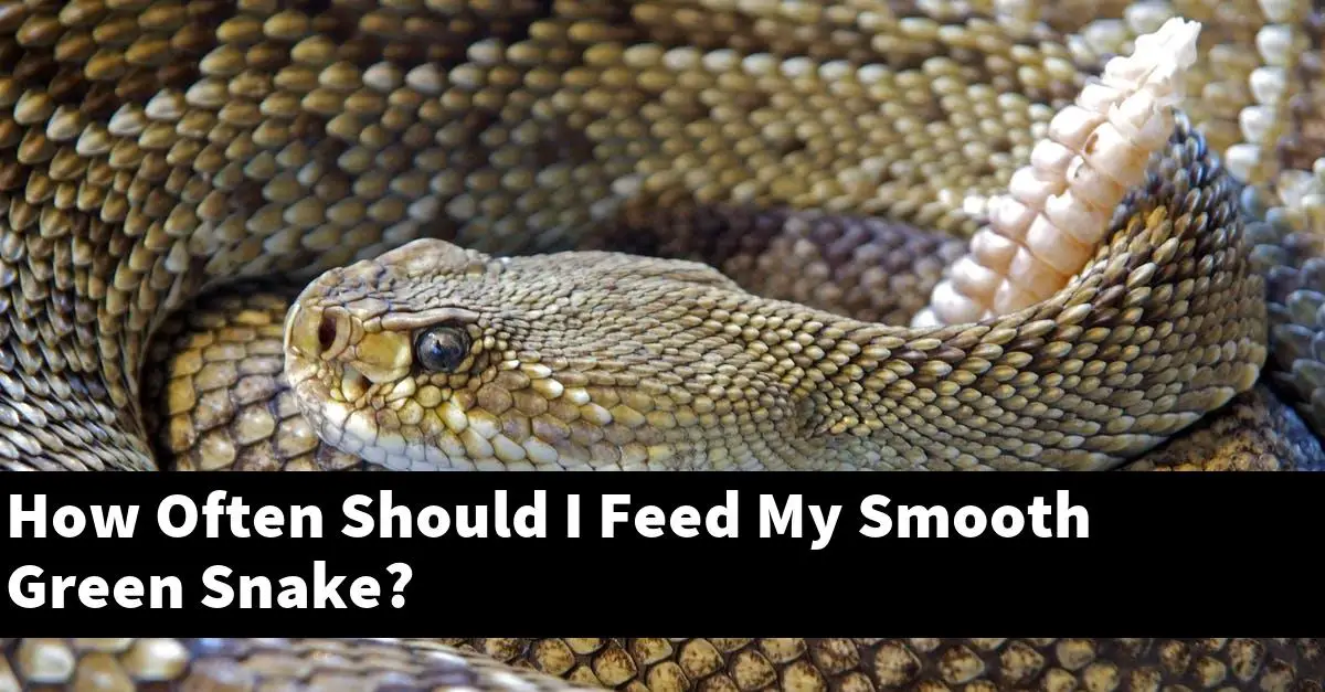 How Often Should I Feed My Smooth Green Snake?