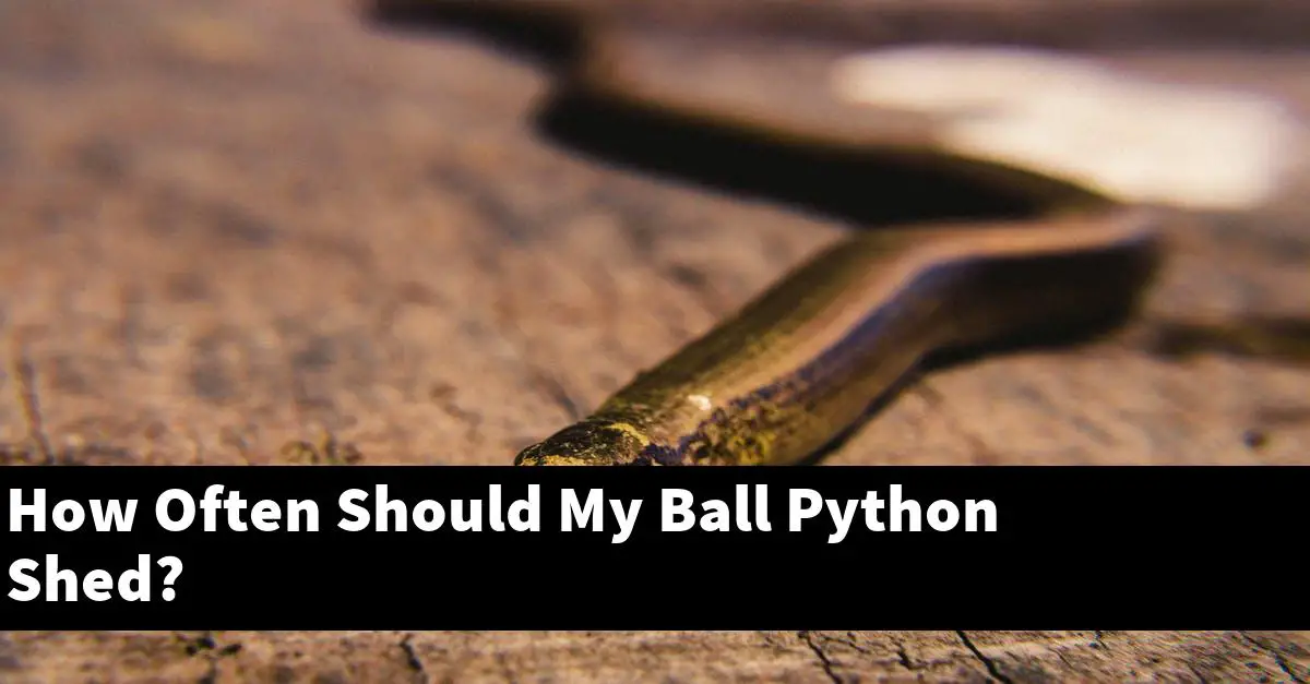 How Often Should My Ball Python Shed?