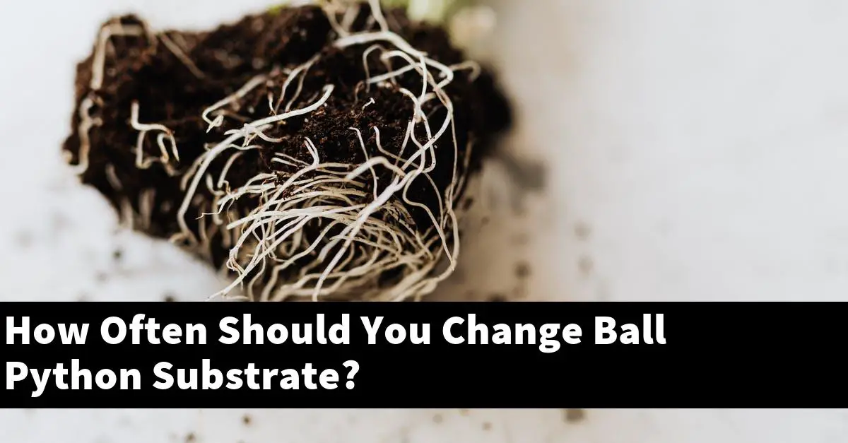 How Often Should You Change Ball Python Substrate?