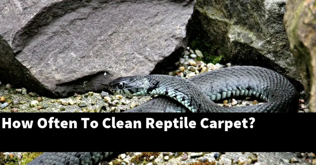 How Often Do I Need To Clean Reptile Carpet? My Reptile Blog