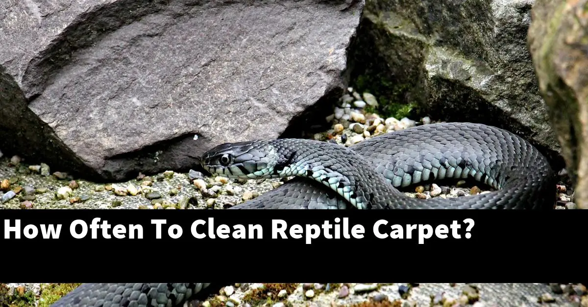 How Often To Clean Reptile Carpet?