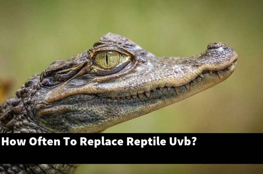 How Often To Replace Reptile UVB? My Reptile Blog