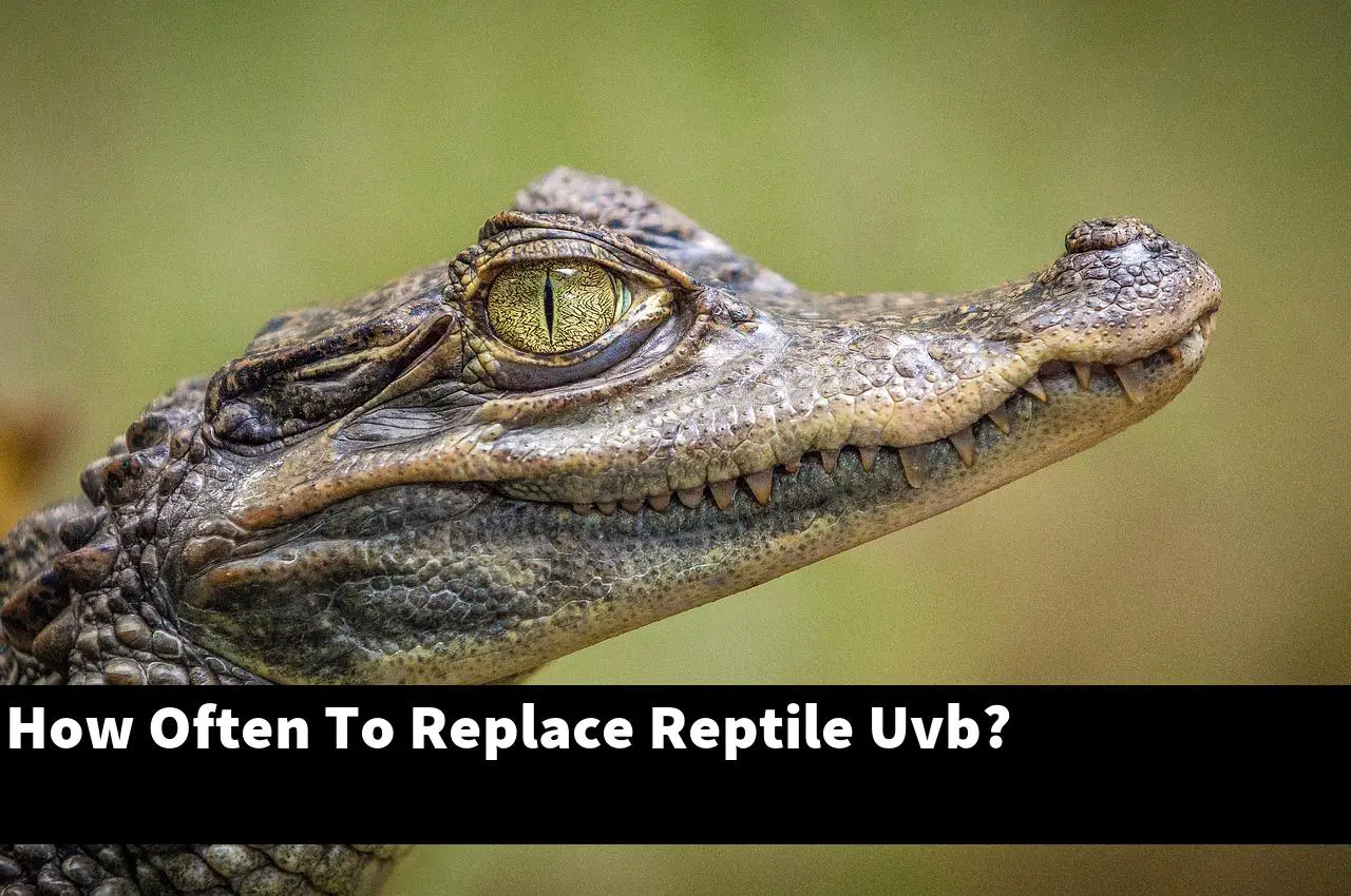 How Often To Replace Reptile Uvb?