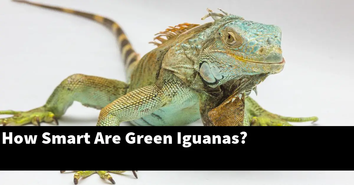 How Smart Are Green Iguanas?