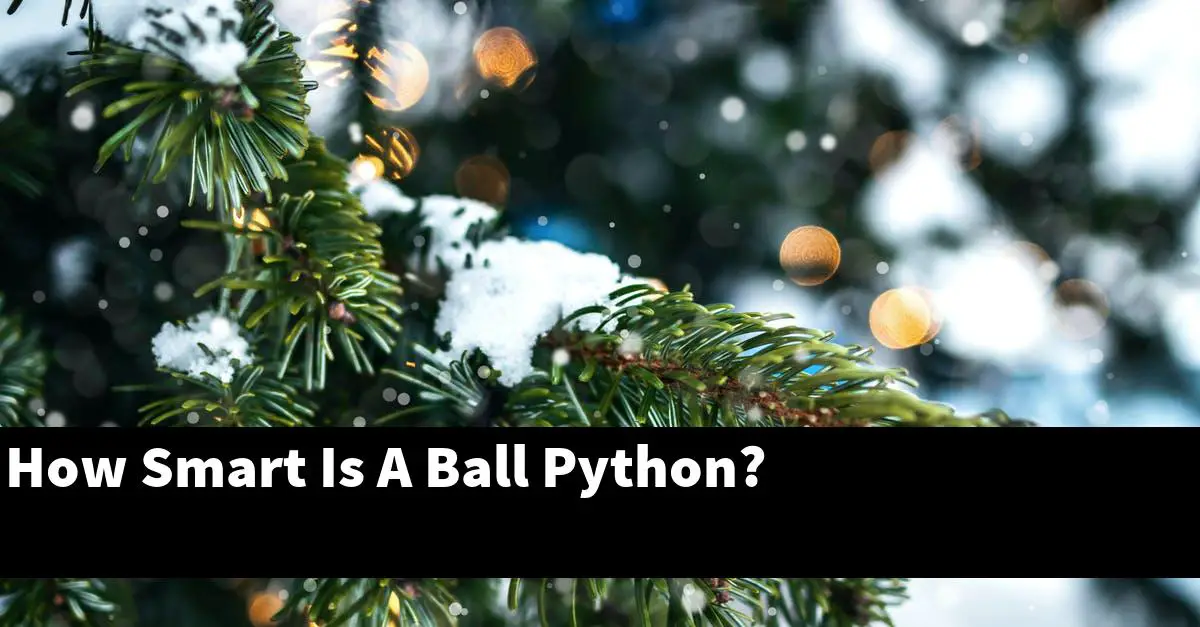 How Smart Is A Ball Python?