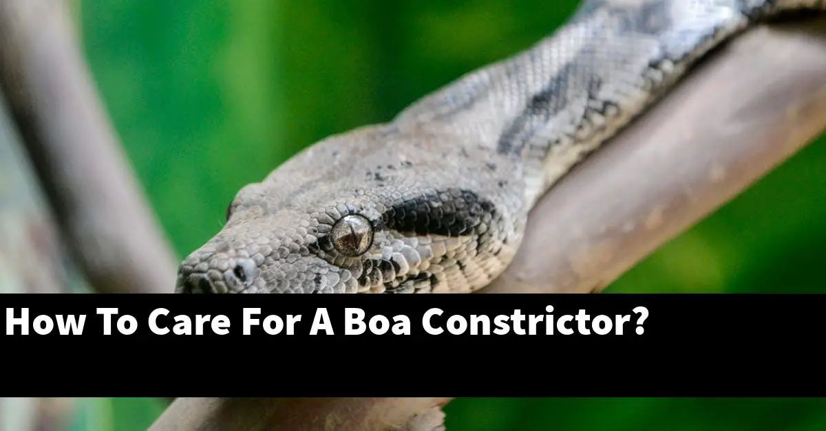 How To Care For A Boa Constrictor?