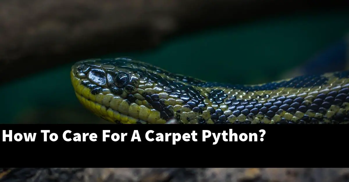 How To Care For A Carpet Python?