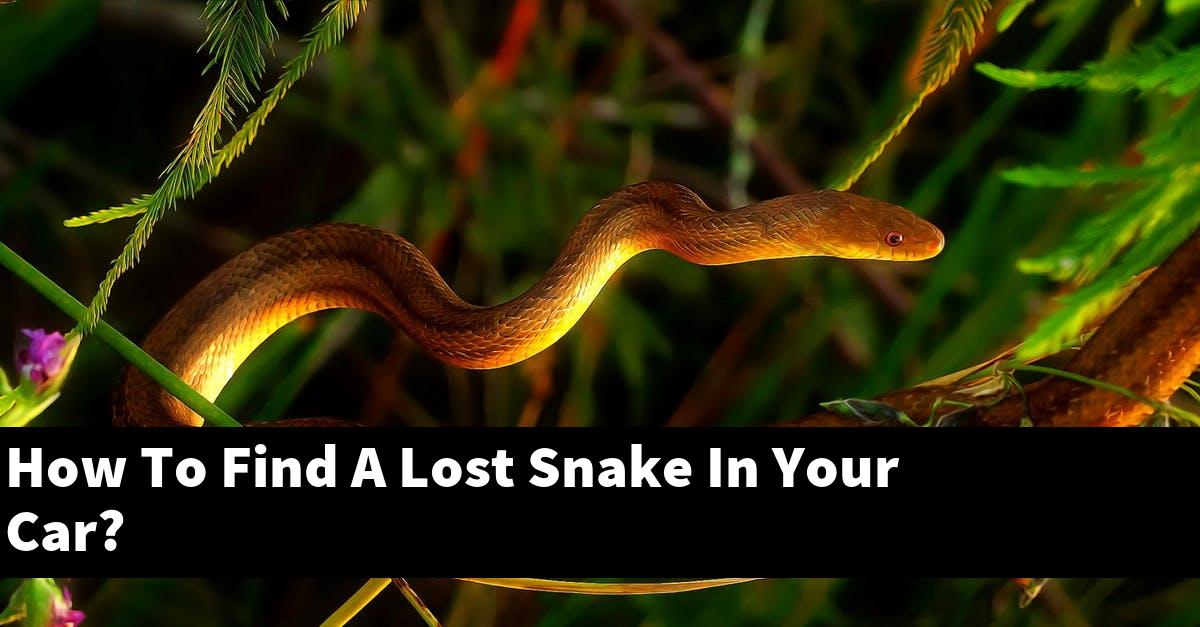 How To Find A Lost Snake In Your Car?