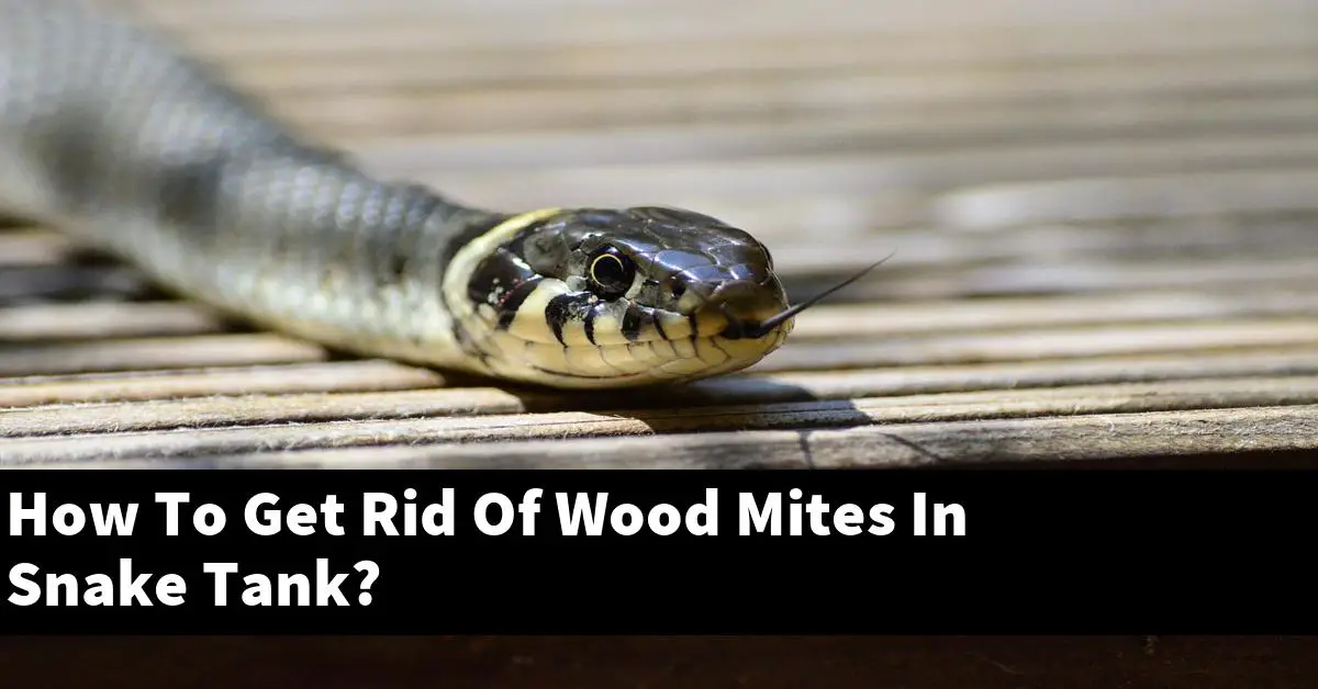 How To Get Rid Of Wood Mites In Snake Tank?