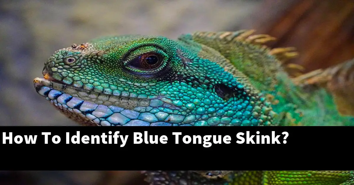 How To Identify Blue Tongue Skink?