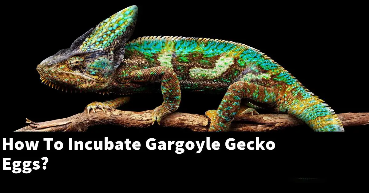 How To Incubate Gargoyle Gecko Eggs?