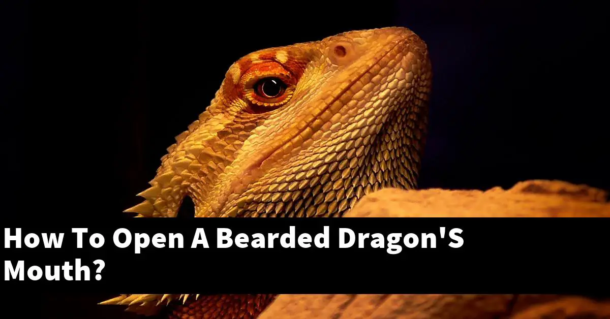 How To Open A Bearded Dragon'S Mouth?